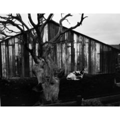 Corral, Pismo Beach, 54A 12