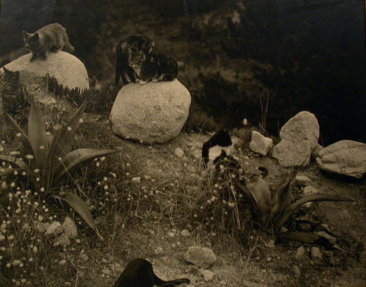 Cats at Doorway and Cats on Rocks (2 photographs), 1944 - Photograph by Edward Weston