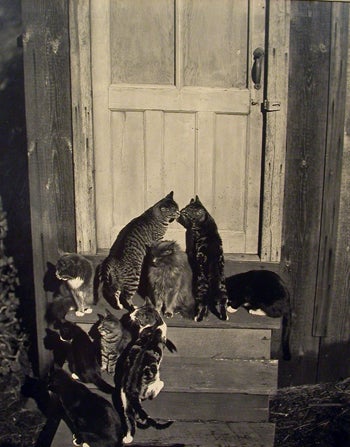 Edward Weston Black and White Photograph - Cats at Doorway and Cats on Rocks (2 photographs), 1944