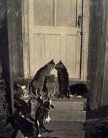 Cats at Doorway and Cats on Rocks (2 photographs), 1944