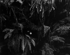 Vintage Fern in Redwoods, 1937