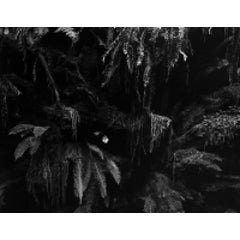 Fern in Redwoods, 1937 11