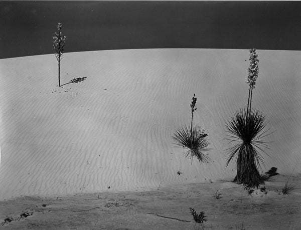 Edward Weston Black and White Photograph - New Mexico, 1941
