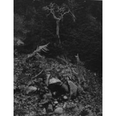 Cypress and Stone Crop, Point Lobos, 1946 7