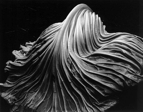 Edward Weston Black and White Photograph - Cabbage Leaf
