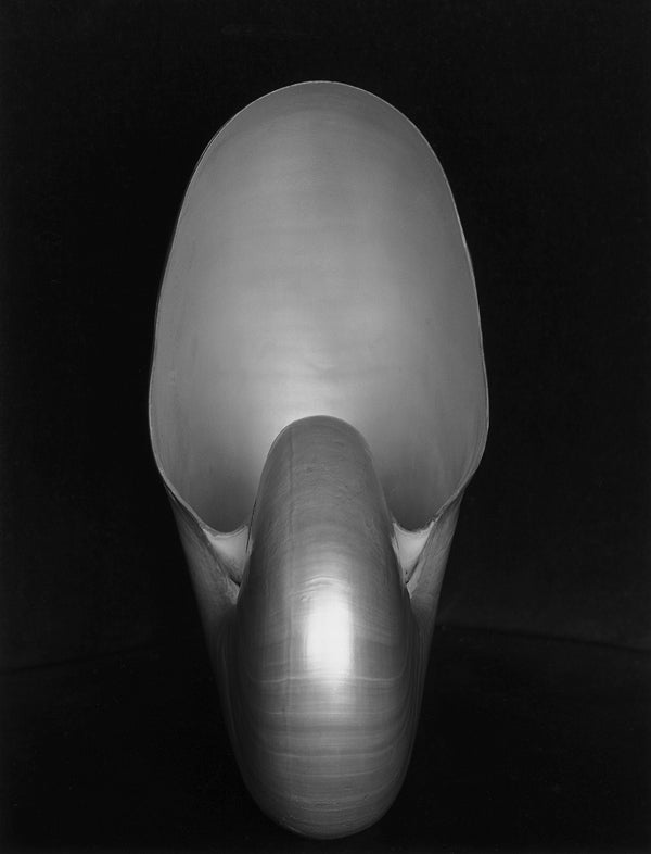 Edward Weston Still-Life Photograph - Shell, 1S