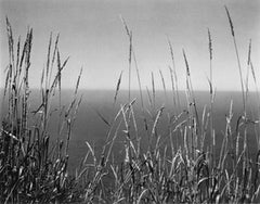 Grass Against Sea