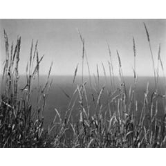 Grass Against Sea 8