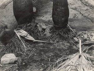 Edward Weston Black and White Photograph – B-PC-9G Palm Canyon, Borrego-Wüste