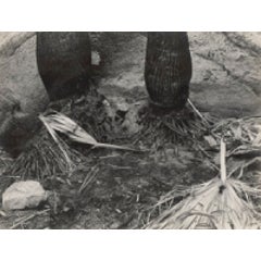 B-PC-9G Palm Canyon, Borrego Desert 4