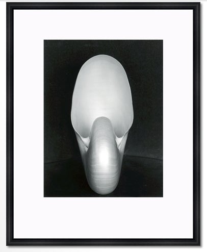 Shell, 1S - Photograph by Edward Weston