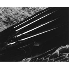 Wing of Pelican, 1931 6