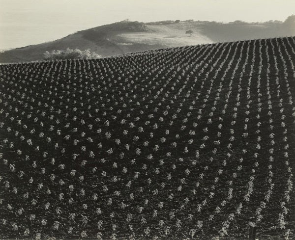 Edward Weston Landscape Photograph - Tomato Field, Big Sur