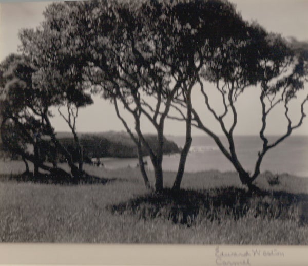 Edward Weston Black and White Photograph – Carmel, Bäume, um 1940