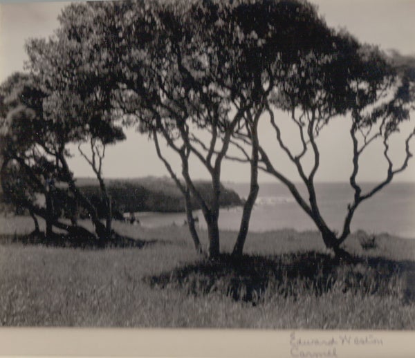 Black and White Photograph Edward Weston - Carmel, arbres, datant d'environ 1940