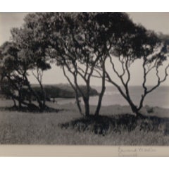 Carmel, Trees, Circa 1940 5