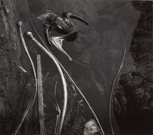 Edward Weston Abstract Photograph - Pelican, 1945