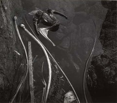 Pellicano, 1945