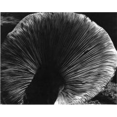 Toadstool, 1931, 4FU 3