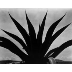 Maguey Cactus, Mexico 1926 12