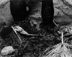 Palm Canyon, Borrego Desert, 1937