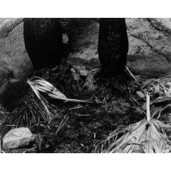 Palm Canyon, Borrego Desert, 1937 9