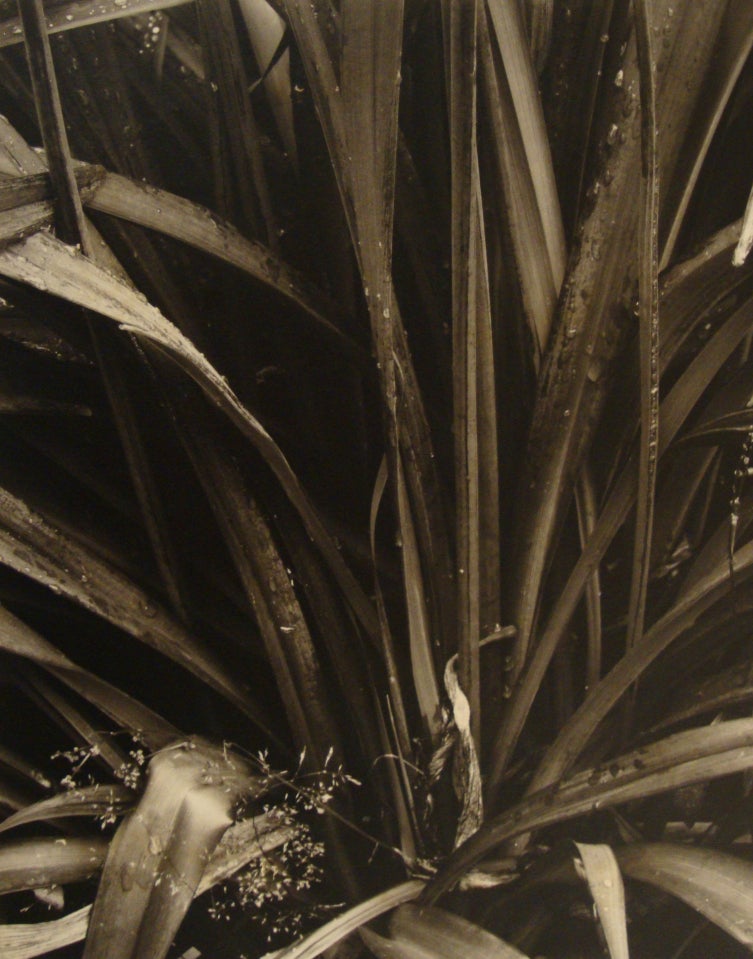 Paul Strand Black and White Photograph - Lilies, Georgetown, Maine, 1928
