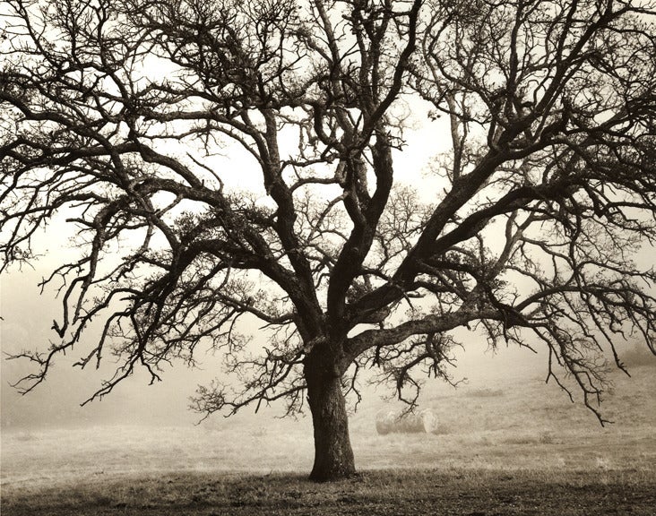 Roman Loranc Black and White Photograph - Blue Oak, Black Butte