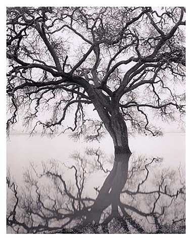 Roman Loranc Landscape Photograph - Floating Oak