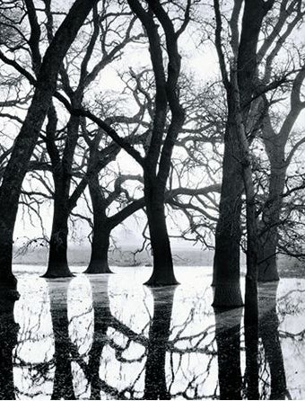 Roman Loranc Black and White Photograph - Valley Oaks in Fog