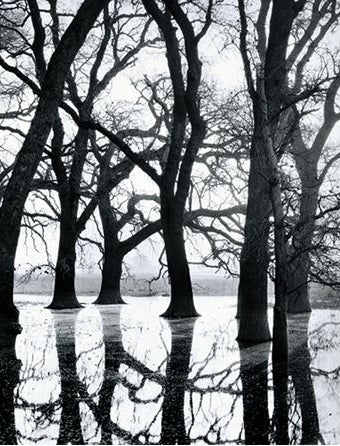 Black and White Photograph de Roman Loranc - Robles del valle en la niebla