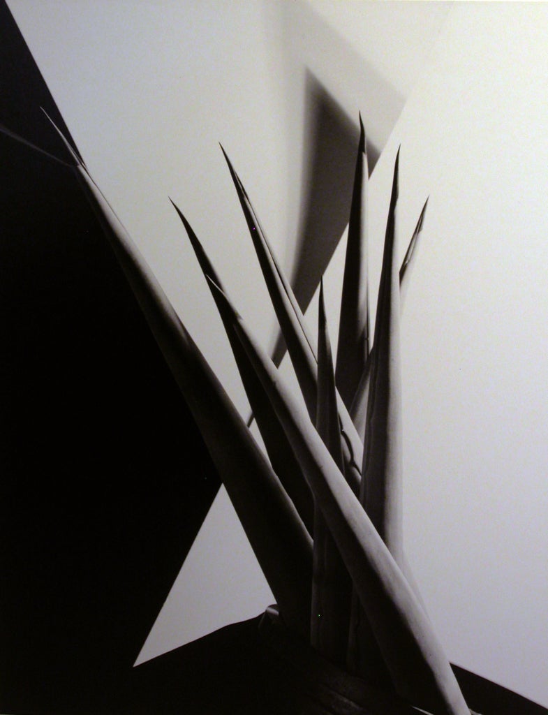 Imogen Cunningham Still-Life Photograph - Agave Design I