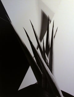 Agave Design I, Agave