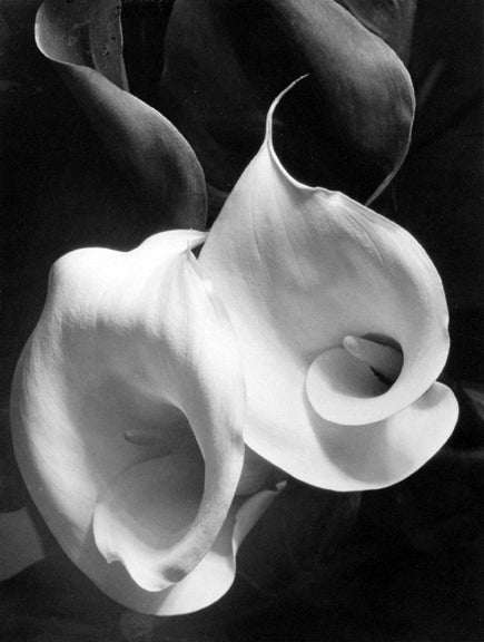 Imogen Cunningham Still-Life Photograph - Two Callas