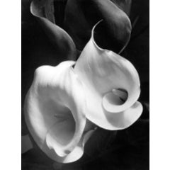 Two Callas 7