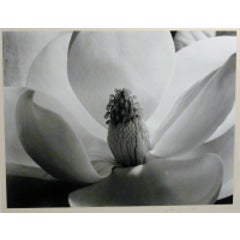 Magnolia Blossom 4