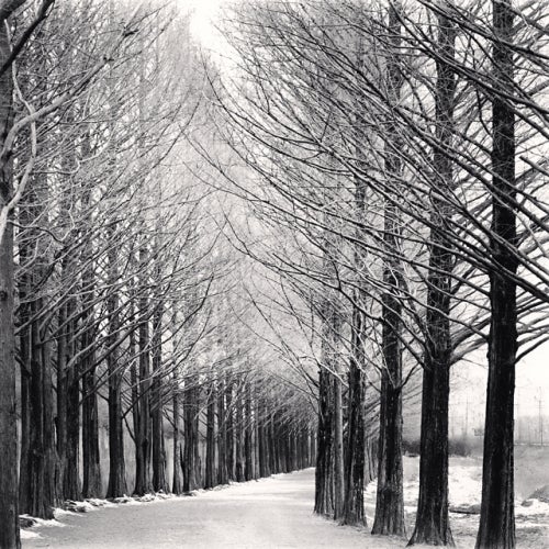 Alley of Trees (Allée des arbres), Damyang, Jeollanamdo, Corée du Sud, 2012