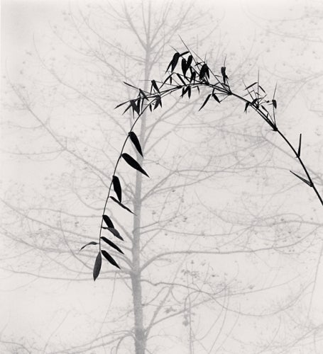 Michael Kenna Black and White Photograph - Bamboo and Tree, Qingkou Village, Yunnan, China, 2013