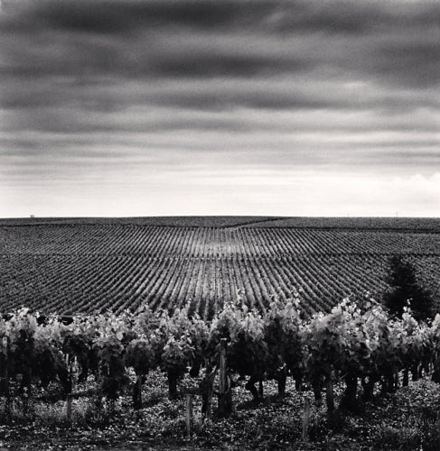 Michael Kenna Landscape Photograph - Chateau Lafite, Study 3, Bordeaux, France, 2012