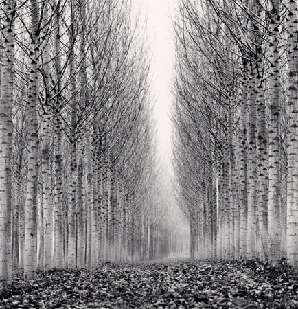 Michael Kenna Black and White Photograph - Corridor of Leaves, Guastalla, Emilia Romagna