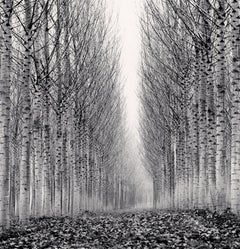 Corridor of Leaves, Guastalla, Emilia Romagna