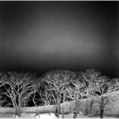 Kussharo Lake Tree, Study 8, Hokkaido, Japan, 2009 5
