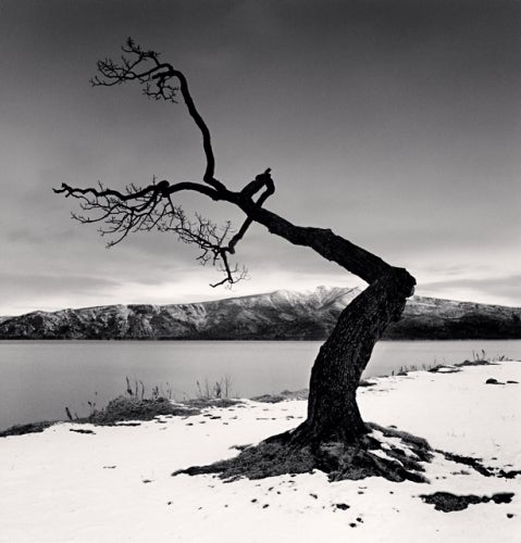 Tree de lac Kussharo, Étude 12, Kotan, Hokkaido, Japon, 2008