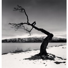 Kussharo Lake Tree, Study 12, Kotan, Hokkaido, Japan, 2008 11