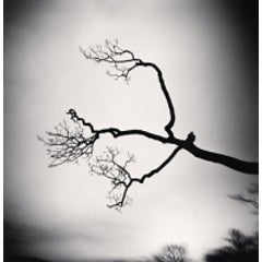 Kussharo Lake Tree, Study 13, Kotan, Hokkaido, Japan, 2009 10