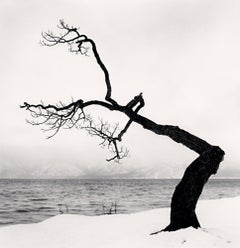 Kussharo Lake Tree, Study 15, Kotan, Hokkaido, Japan, 2009