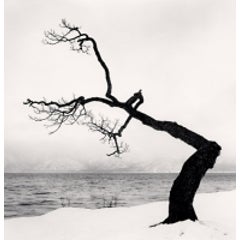 Kussharo Lake Tree, Study 15, Kotan, Hokkaido, Japan, 2009 9