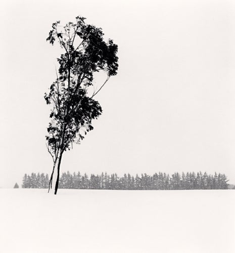 Michael Kenna Landscape Photograph - Leaning Eucalyptus, Methven, Canterbury, New Zealand, 2013