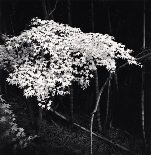 Michael Kenna Black and White Photograph - Maple Tree in Autumn, Kyoto, Honshu, Japan, 2001
