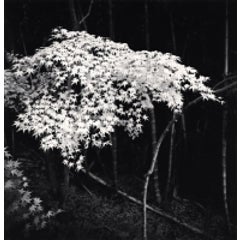 Maple Tree in Autumn, Kyoto, Honshu, Japan, 2001 4